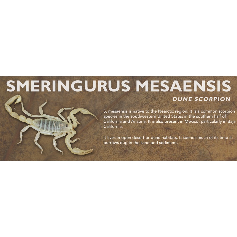 Smeringurus mesaensis – Dune Scorpion Label Standard Size 7″ x 2.5″