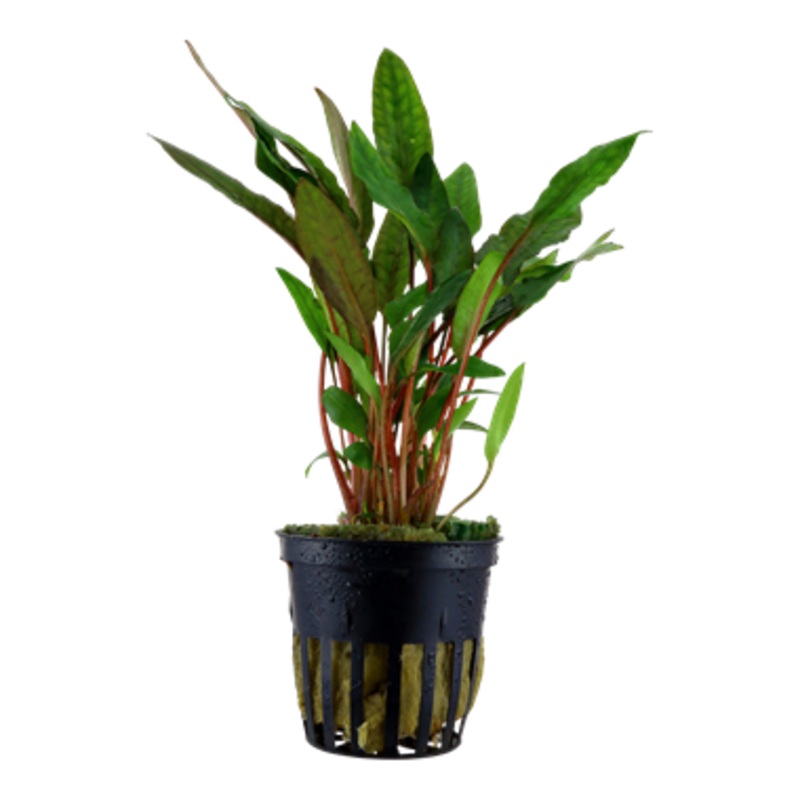 Tropica Cryptocoryne beckettii ‘Petchii’