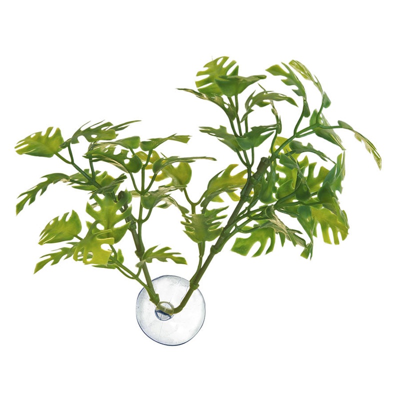 ZM Bolivian Croton Medium BU-25