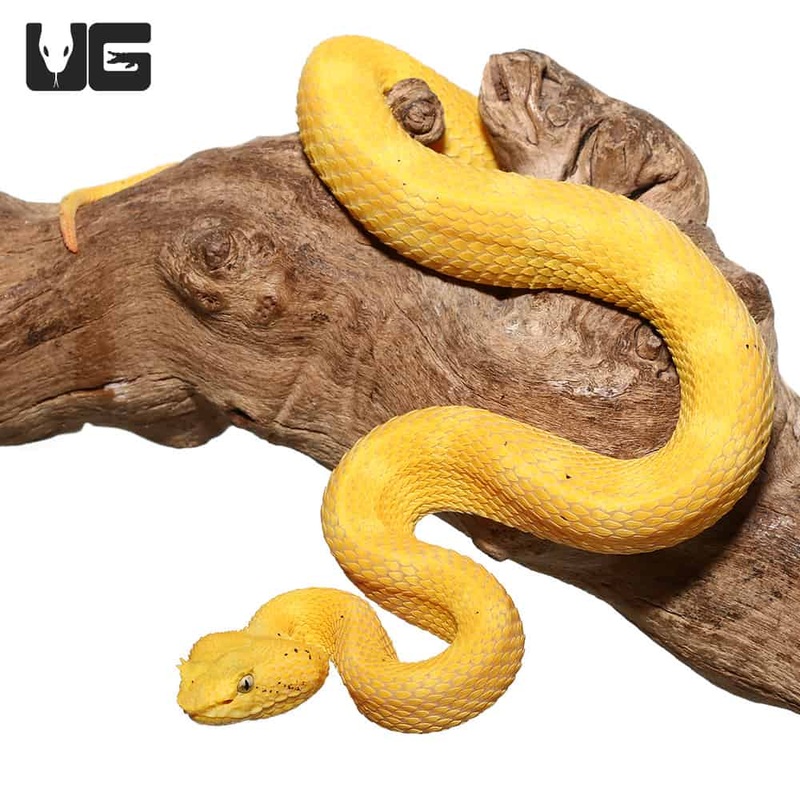 2020 Female Golden Eyelash Viper (Bothriechis schlegelii)For Sale
