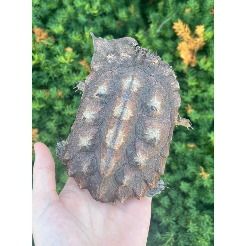 6 Peruvian Mata Mata Turtle (2)