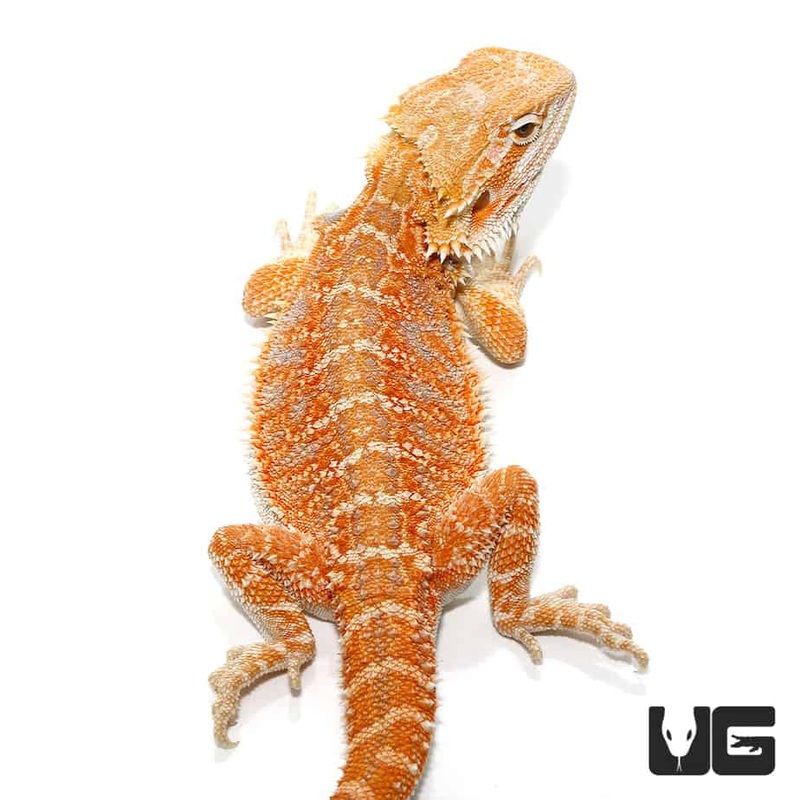 9-11 Inch Inferno Hypo Blue Bar Bearded Dragon For Sale