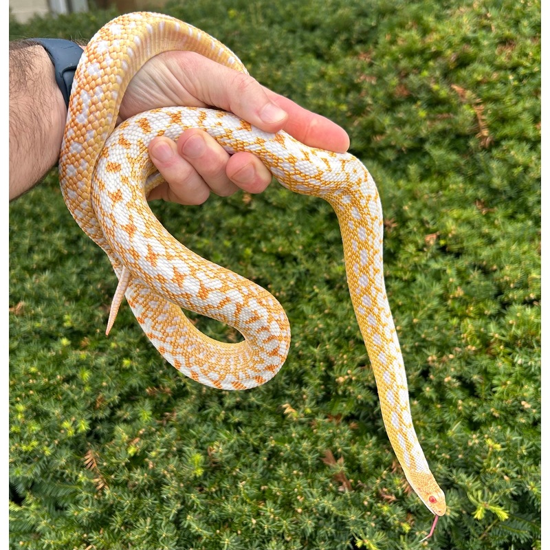 Adult Albino Applegate San Diego Gopher Snake (Male 2)