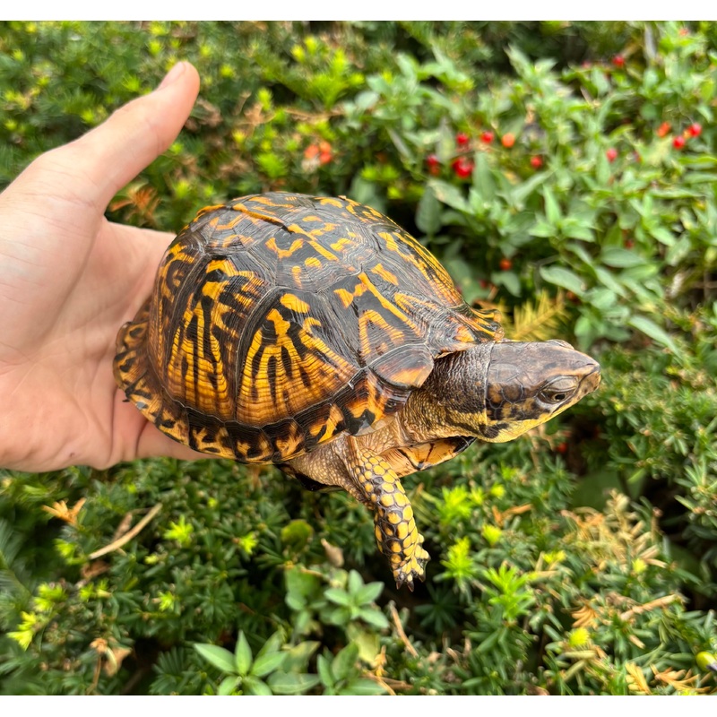 Adult Eastern Box Turtle (Female)