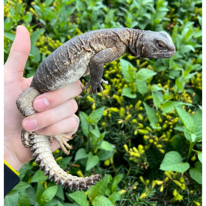 Adult Egyptian Uromastyx (4)