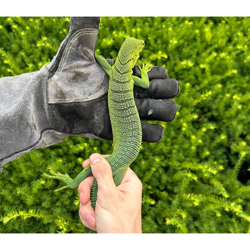 Adult Green Tree Monitor (Male 2)