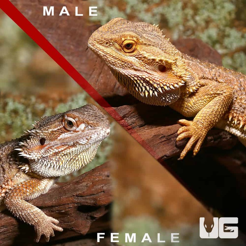 Adult Hypo Inferno Blue Bar Bearded Dragon (Pogona vitticeps) For Sale