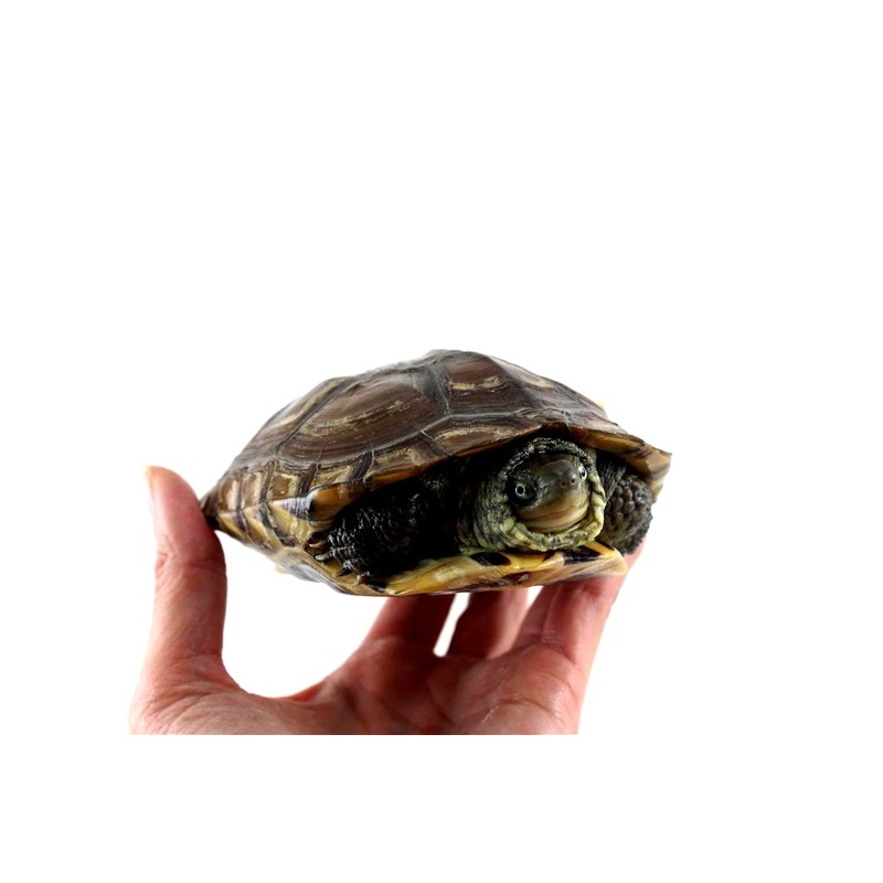 Adult Male Reeves Turtle
