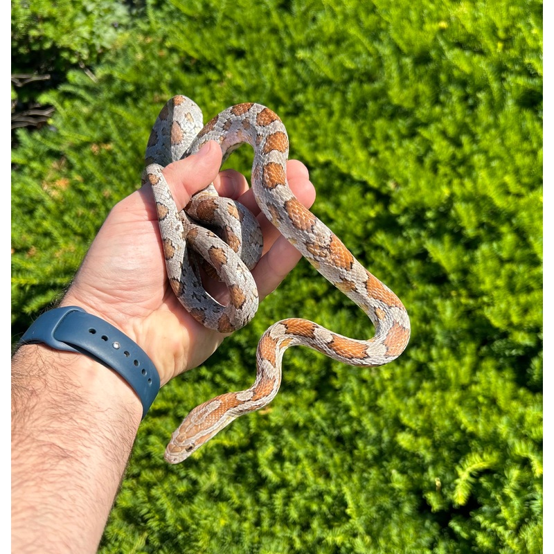 Adult Miami Corn Snake (Female)