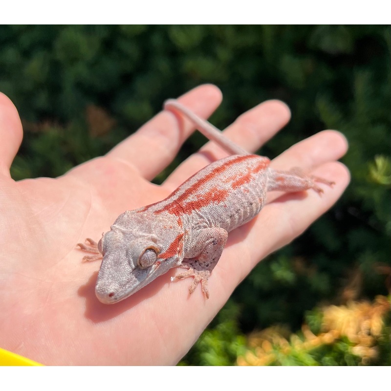 Adult Red Stripe Gargoyle Gecko (Female 1)