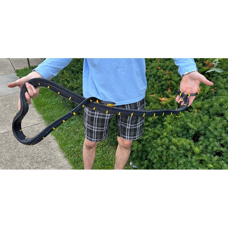Adult XL Reduced Pattern Malaysian Mangrove Snake (Male)