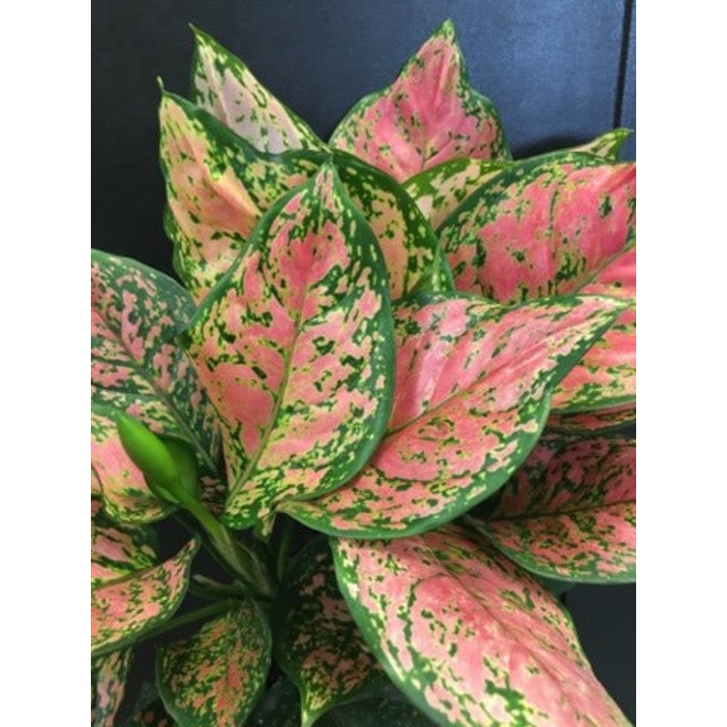 Aglaonema ‘Watermelon’ 3.5″ pot