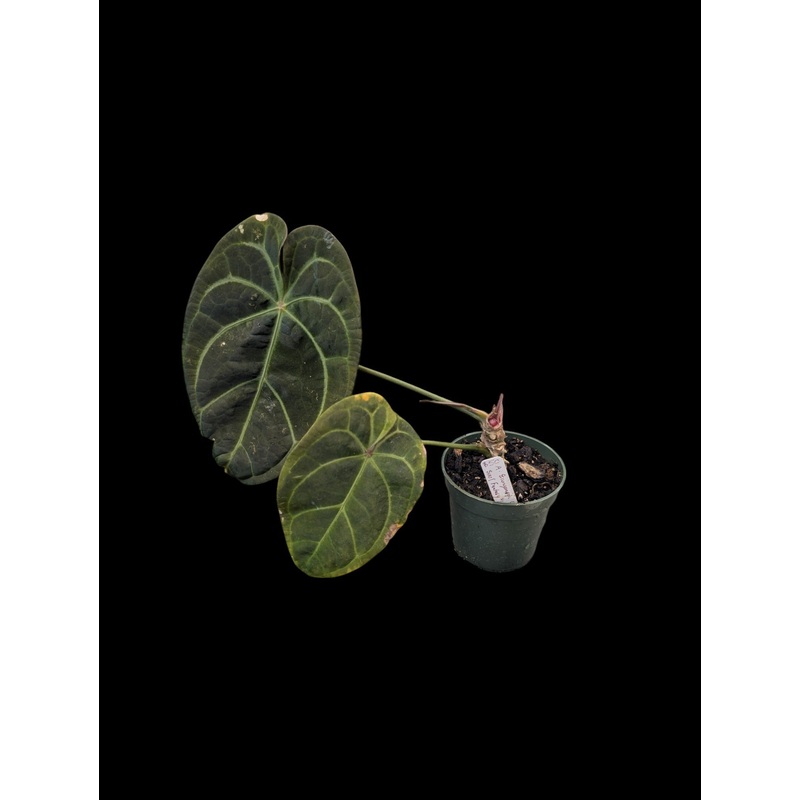 Anthurium Ecuagenera Green Soul Fantasy (IC)