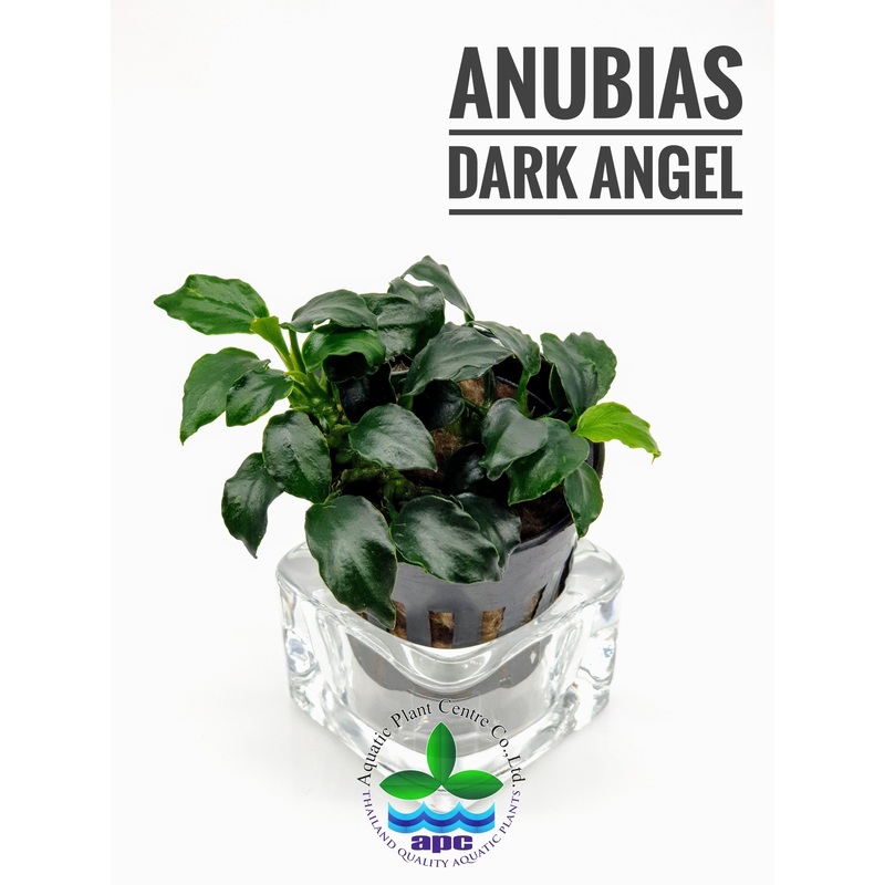 Anubias barteri Dark Angel