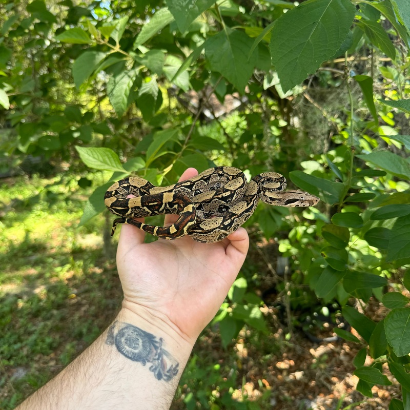 Colombian x Nicaragua Red Tail Boa