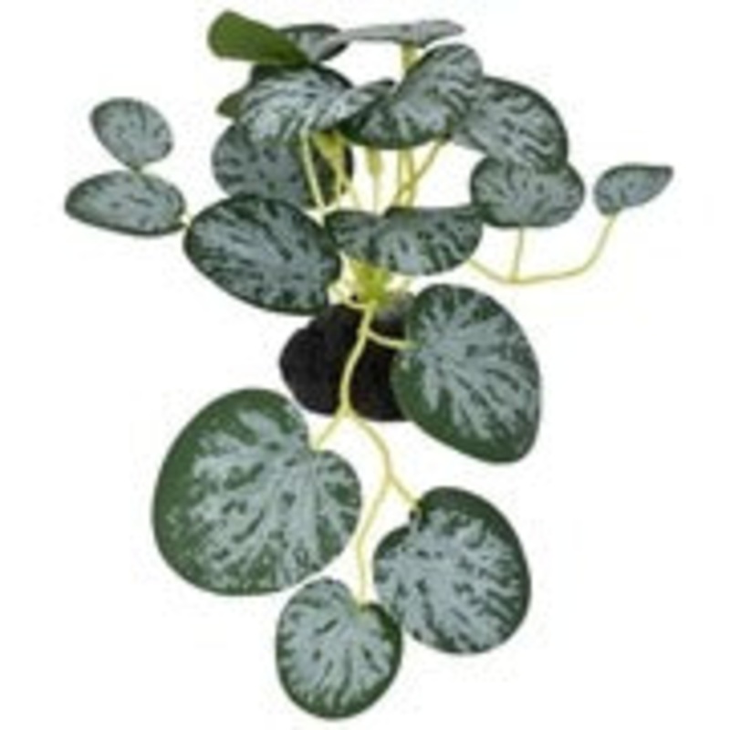 Komodo String Of Hearts Plant – Small 3.5″