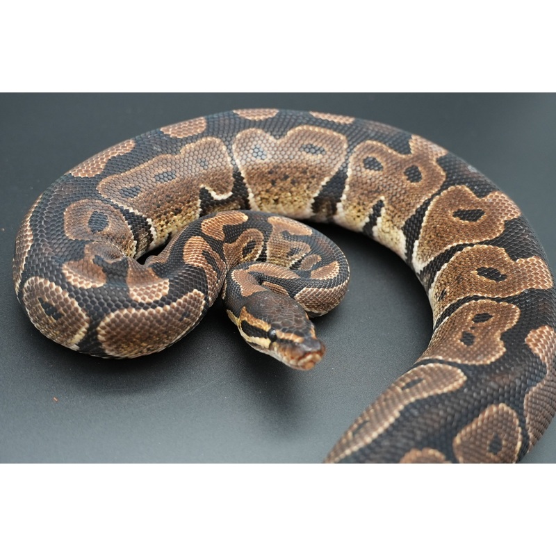 Male Trick Dinker “Oscar”