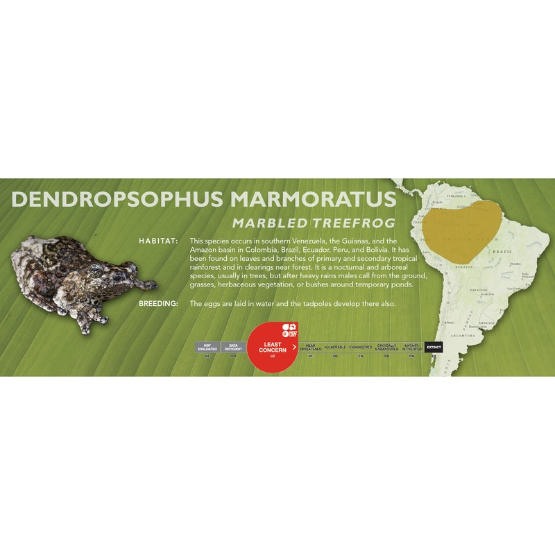 Marbled Tree Frog (Dendropsophus marmoratus) – Classic Vivarium Label