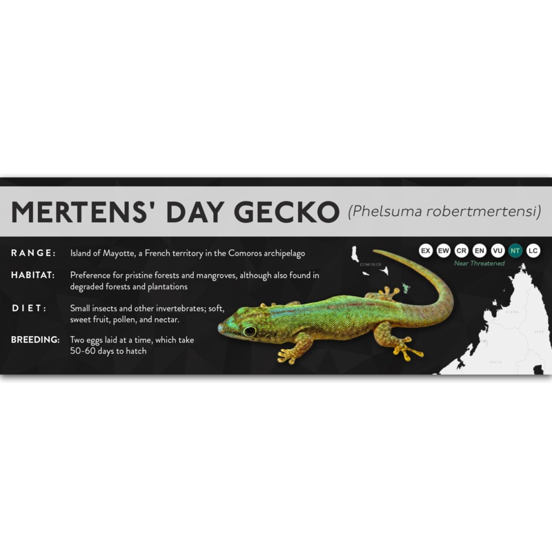 Mertens’ Day Gecko (Phelsuma robertmertensi) – X Label Laminated Paper