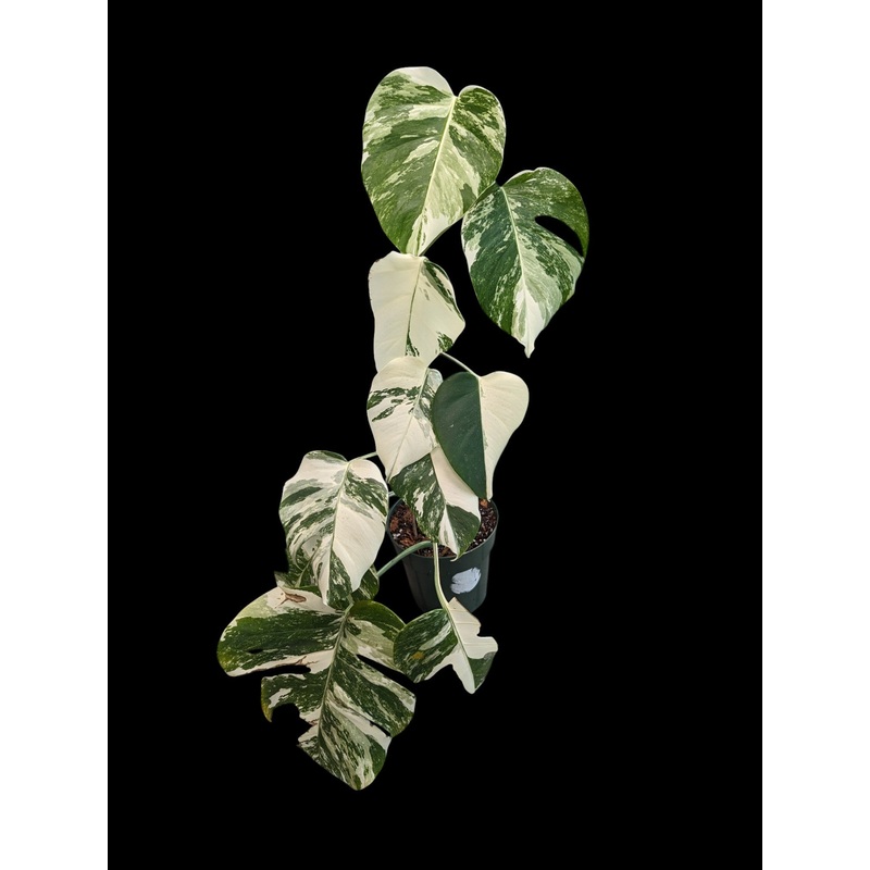 Monstera Deliciosa Albo – Specimen Specific Medium A