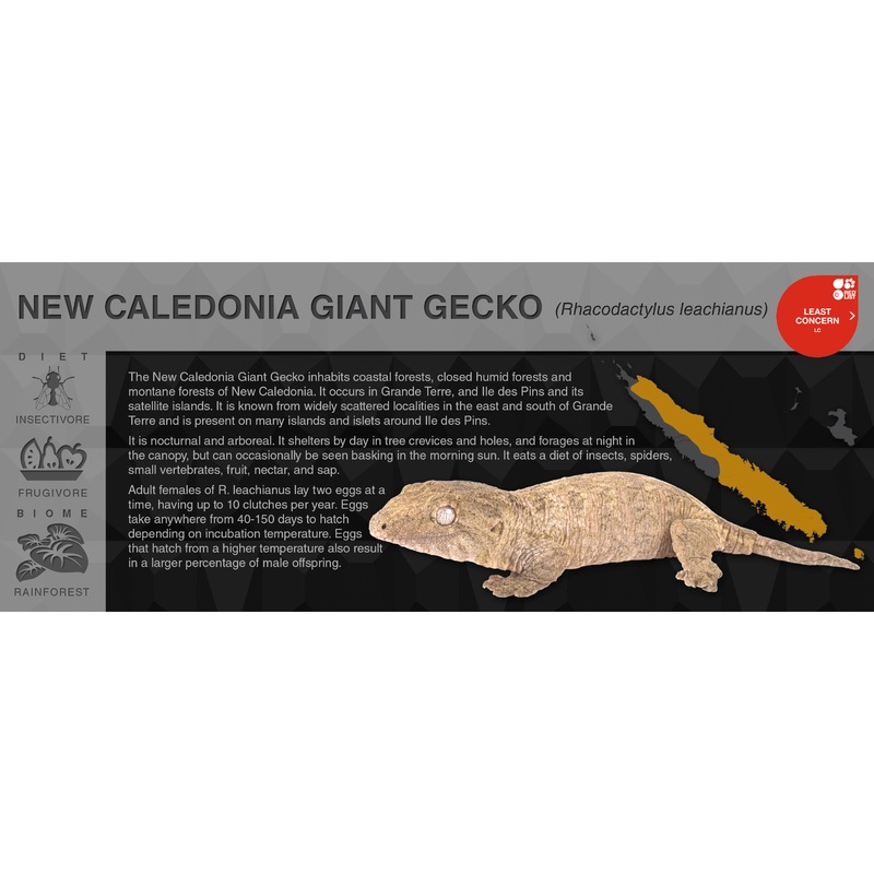 New Caledonia Giant Gecko (Rhacodactylus leachianus) – Black Series Vivarium Label Black