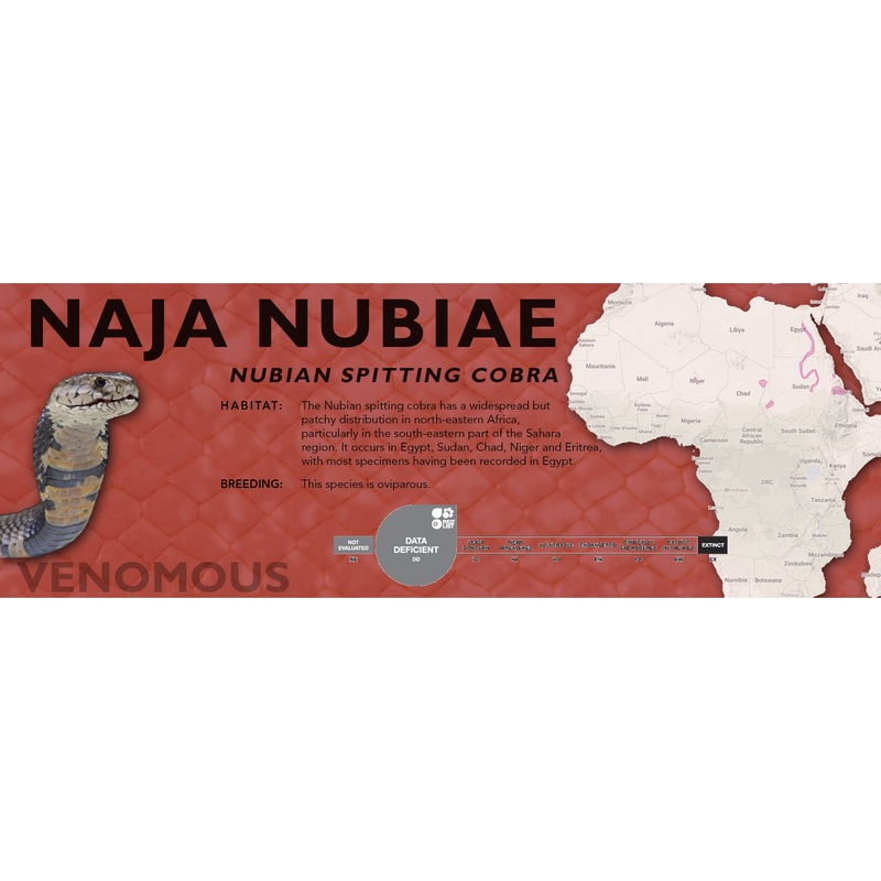 Nubian Spitting Cobra (Naja nubiae) Classic Vivarium Label Original