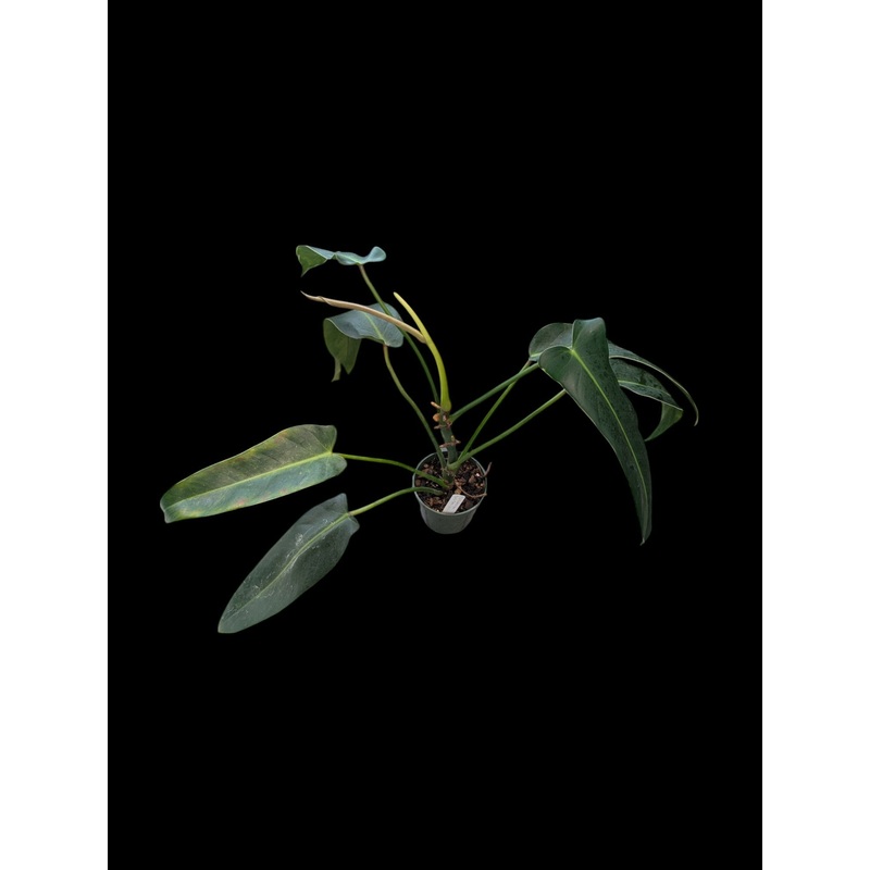 Philodendron Ivan Spirit ‘Inverse Crossing’