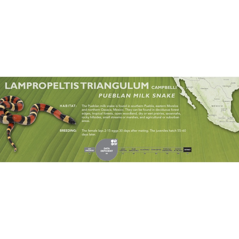 Pueblan Milk Snake (Lampropeltis triangulum campbelli) Classic Vivarium Label