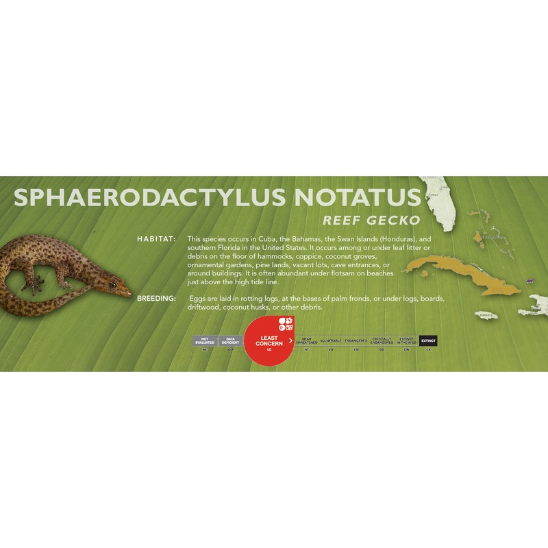 Reef Gecko (Sphaerodactylus notatus) Classic Vivarium Label
