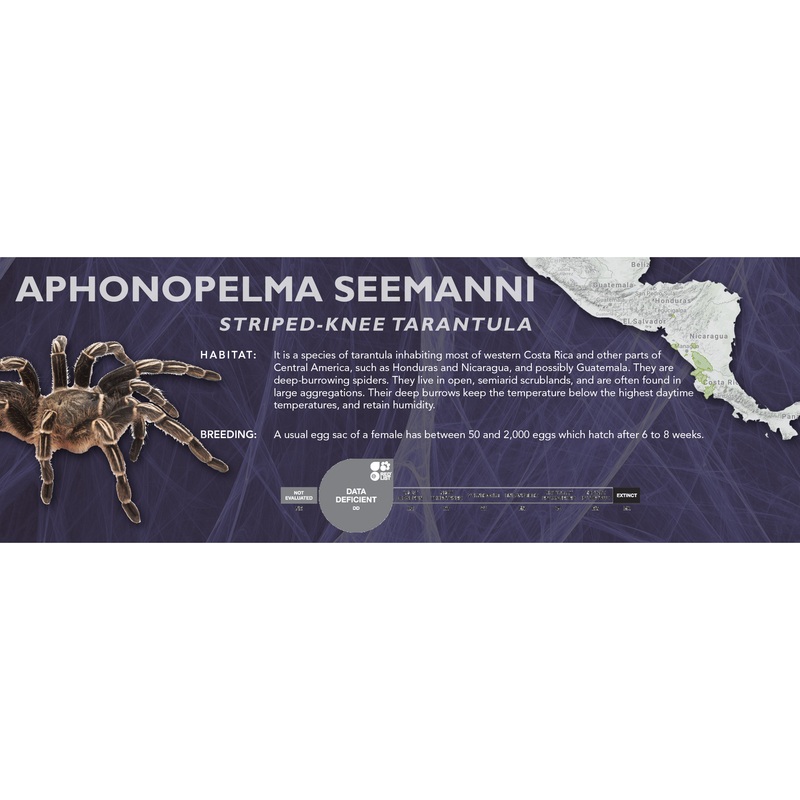 Striped-Knee Tarantula (Aphonopelma seemanni) – Classic Vivarium Label