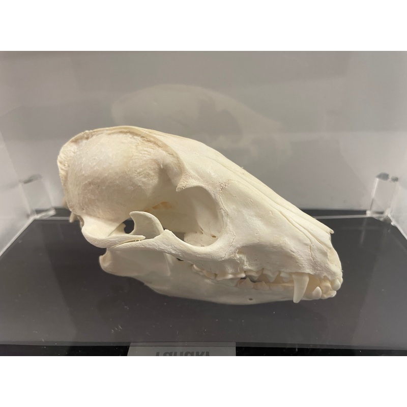 Tanuki Skull In Acrylic Container