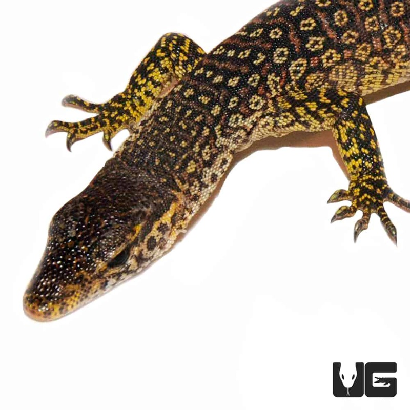 Timor Monitors For Sale