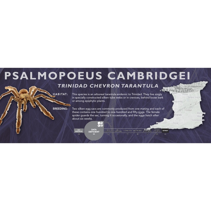 Trinidad Chevron Tarantula (Psalmopoeus cambridgei) – Classic Vivarium Label