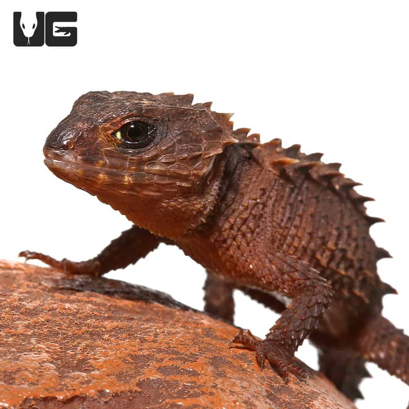 White Eyed Crocodile Skinks For Sale