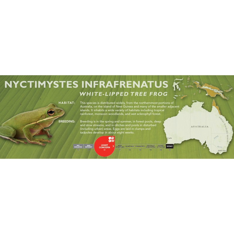 White-Lipped Tree Frog (Nyctimystes infrafrenatus) – Classic Vivarium Label