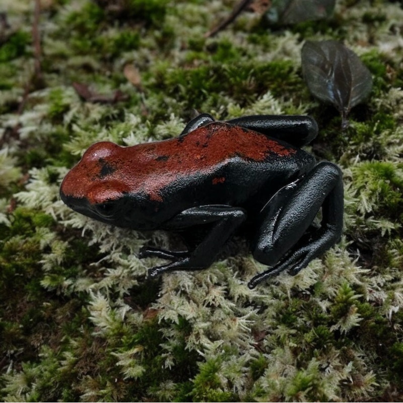 Adelphobates galactonotus “Red”