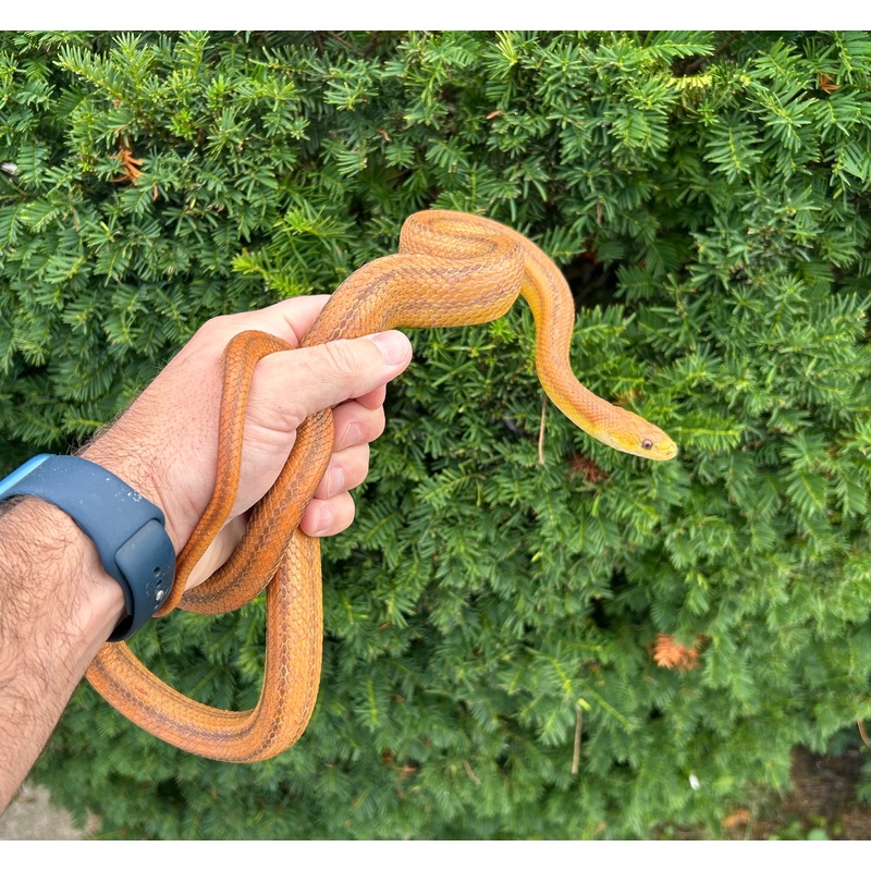 Adult Everglades Ratsnake (Female)