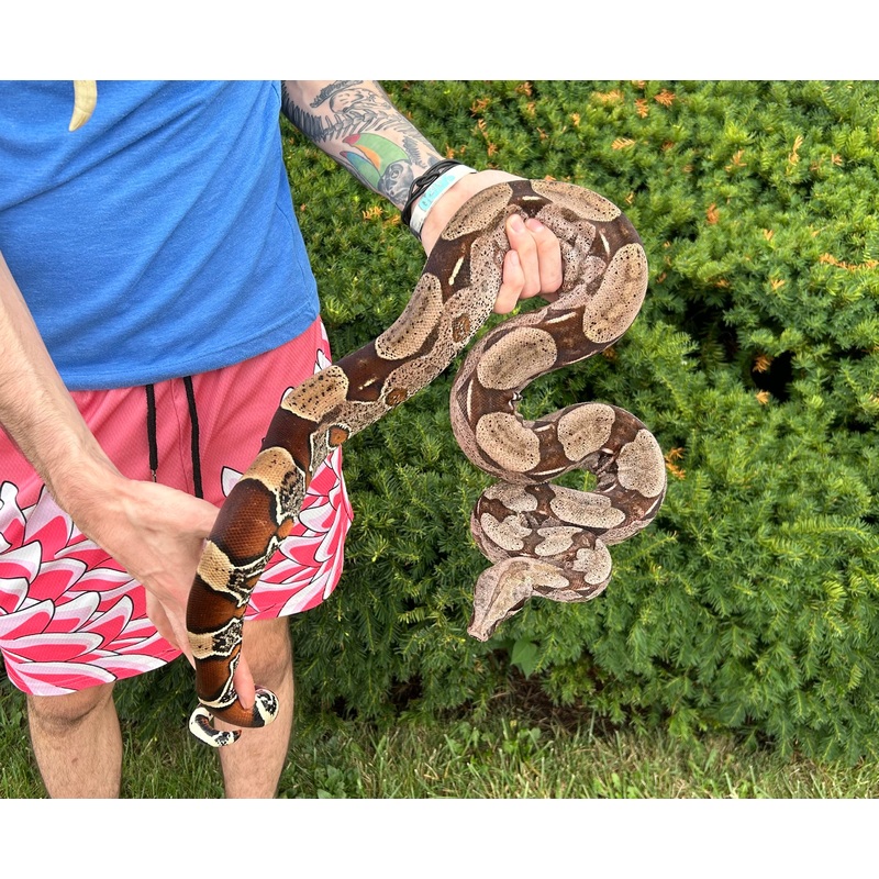 Adult Guyana Boa (Male 2)