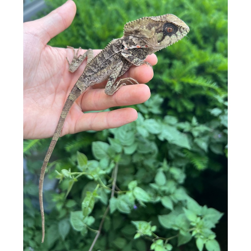 Adult Helmeted Iguana
