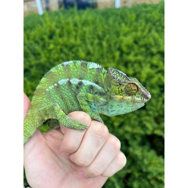 Adult Nosy-Be Panther Chameleon (Male 2)