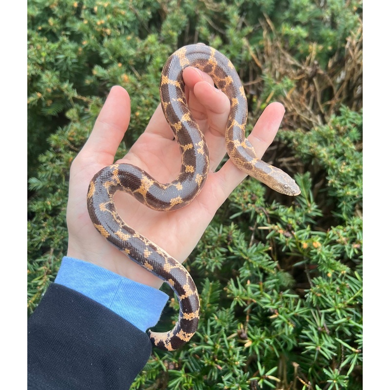Adult Saharan Sand Boa (Female 1)