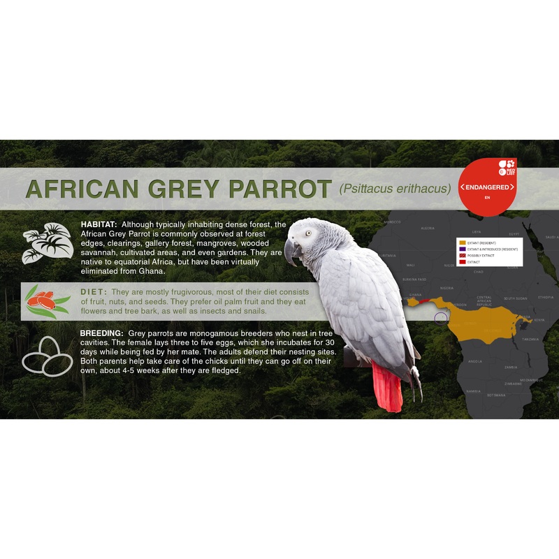 African Grey Parrot (Psittacus erithacus) – Aluminum Sign No SmartShield