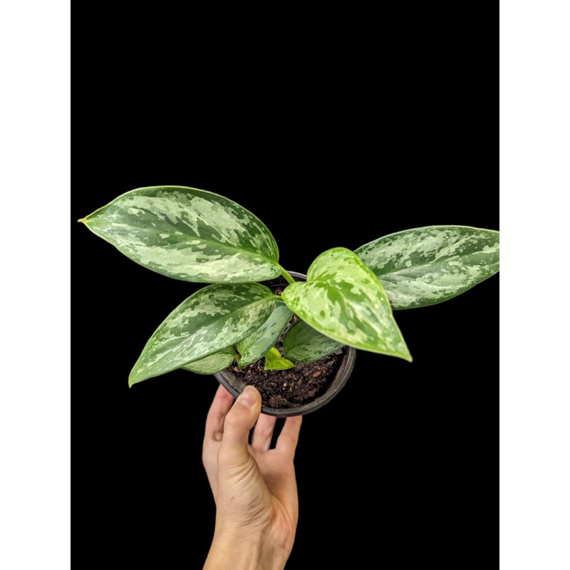 Aglaonema Maria