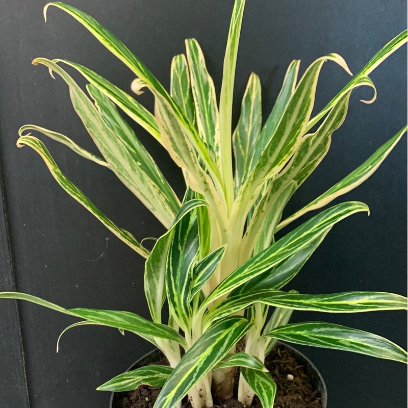 Aglaonema Rice 6″ Pot