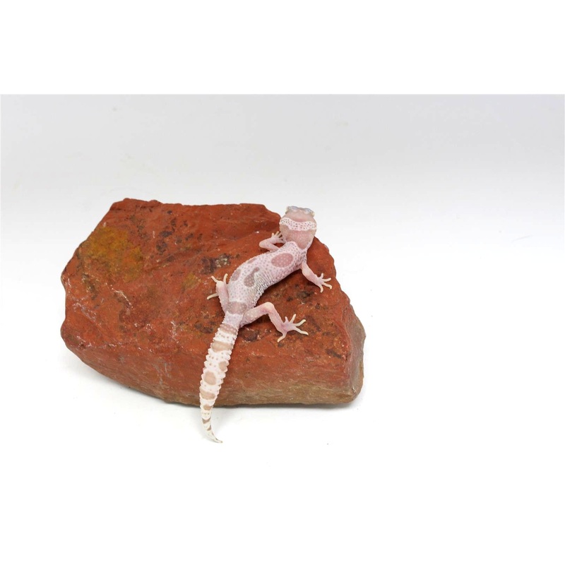Albino Mack Snow Leopard Gecko