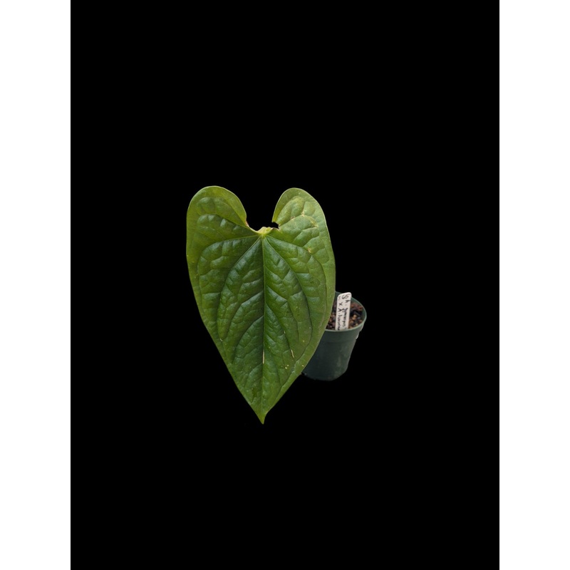 Anthurium gymnopus ‘Fantasy’ x luxurians