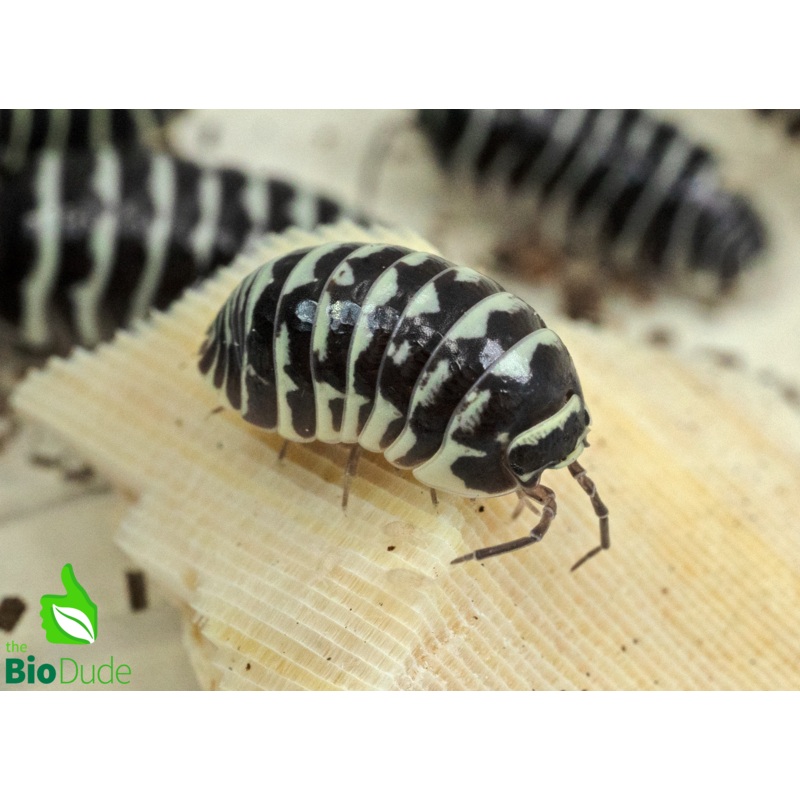 Armadillidium maculatum “Zebra” Isopods FREE SHIPPING 10 Count