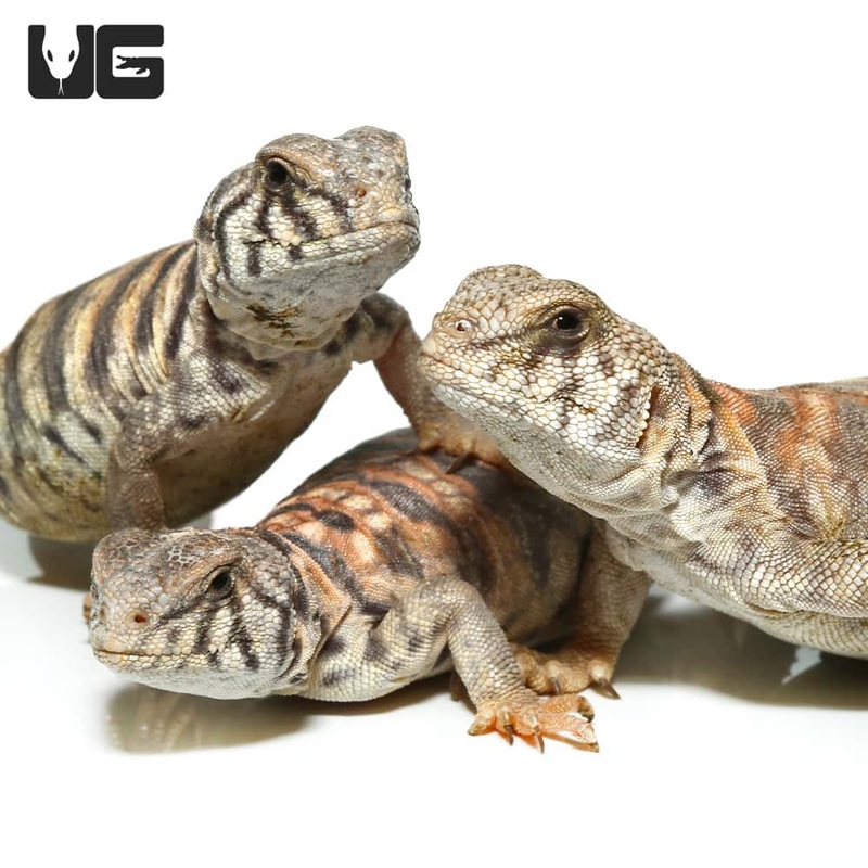 Baby Ornate Uromastyx For Sale