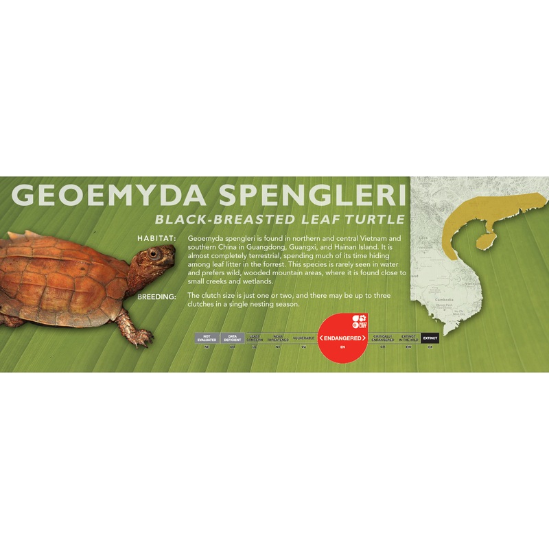 Black-Breasted Leaf Turtle (Geoemyda spengleri) – Classic Vivarium Label
