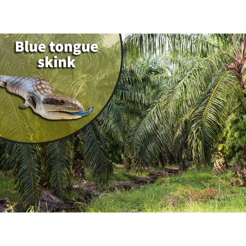 Blue Tongue Skink (Tiliqua spp.) Bioactive Habitat Terrarium Kit 40 Breeder or 36″ x  18″ x 18″/24″
